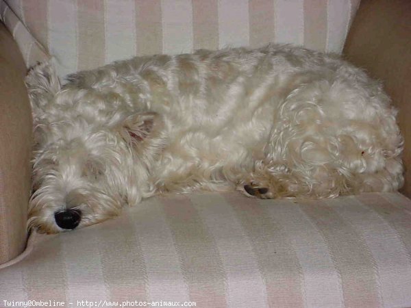 Photo de West highland white terrier