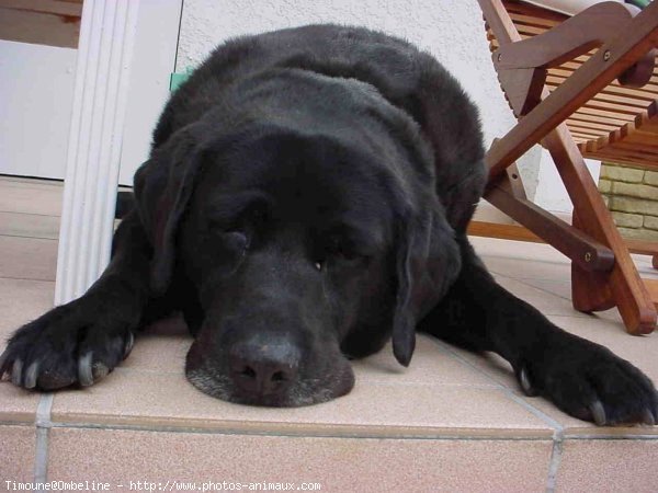 Photo de Labrador retriever