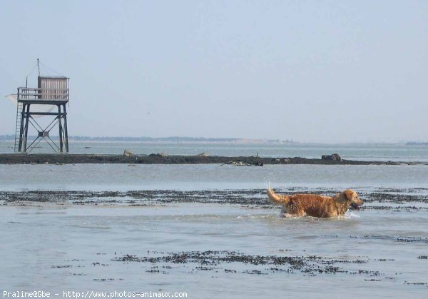 Photo de Golden retriever