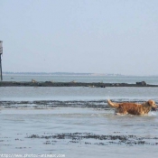 Photo de Golden retriever