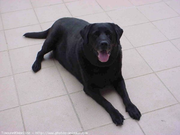 Photo de Labrador retriever