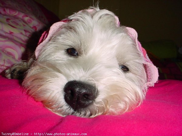 Photo de West highland white terrier