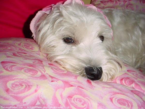 Photo de West highland white terrier