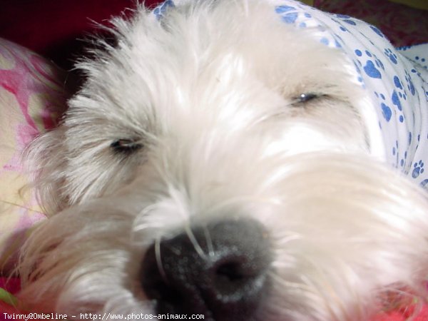 Photo de West highland white terrier