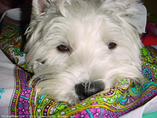 Photo de West highland white terrier