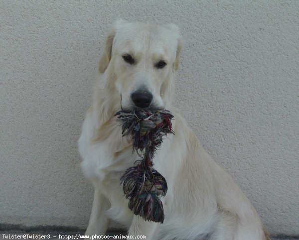 Photo de Golden retriever