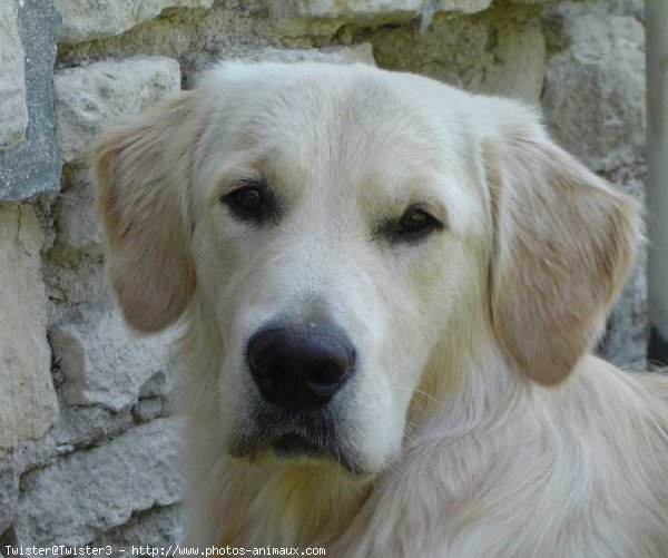 Photo de Golden retriever