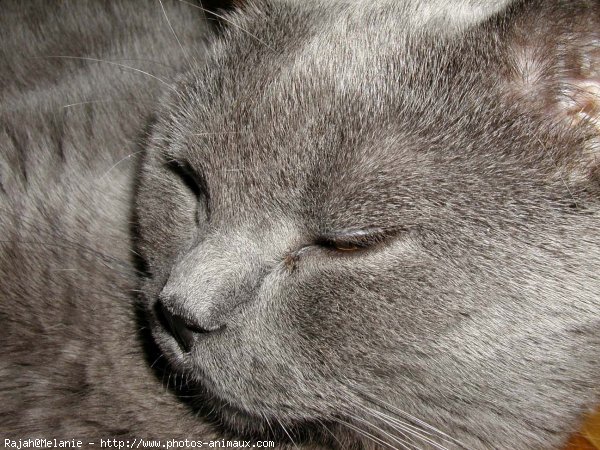 Photo de Chartreux