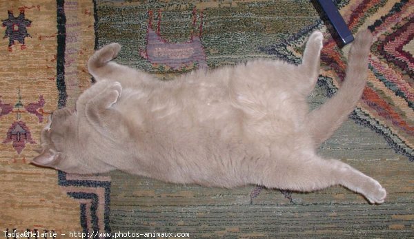 Photo de British shorthair