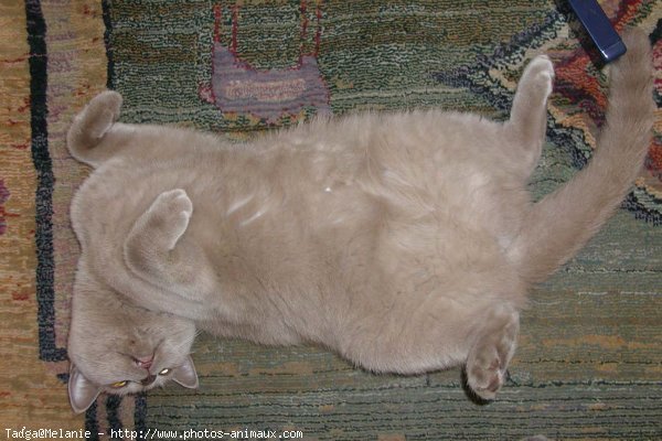 Photo de British shorthair