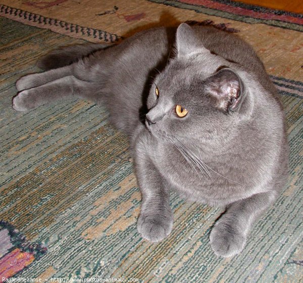 Photo de Chartreux