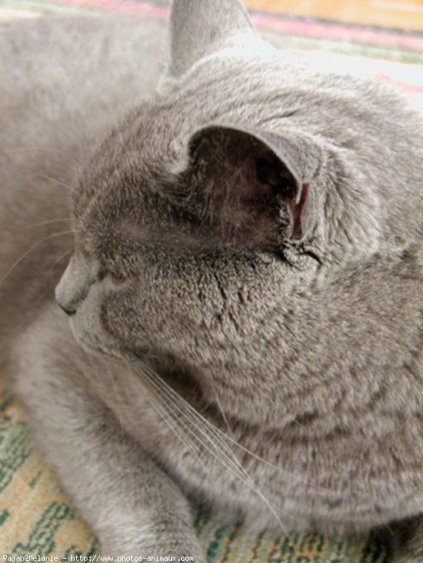 Photo de Chartreux