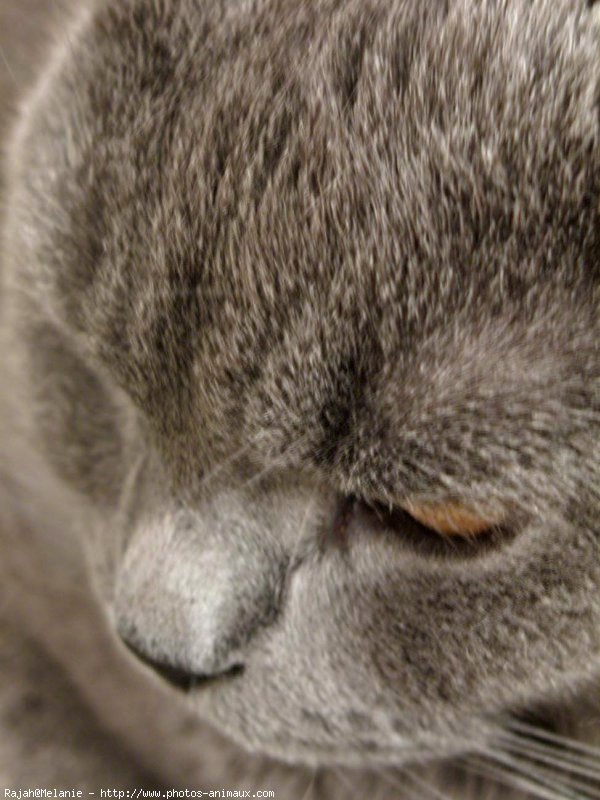 Photo de Chartreux