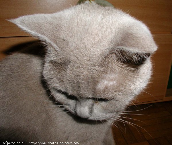 Photo de British shorthair