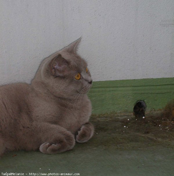 Photo de British shorthair