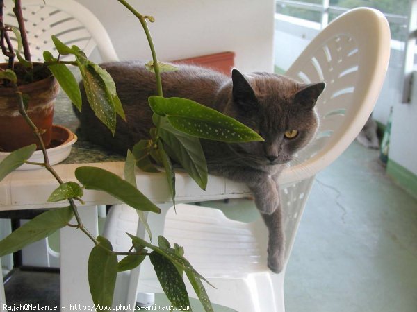 Photo de Chartreux