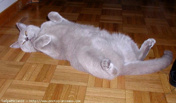 Photo de British shorthair