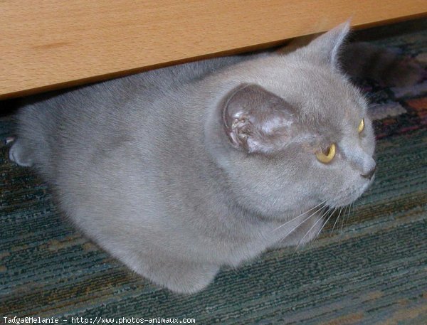 Photo de British shorthair