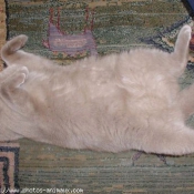 Photo de British shorthair