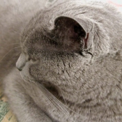 Photo de Chartreux