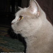 Photo de British shorthair