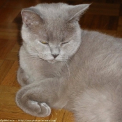 Photo de British shorthair