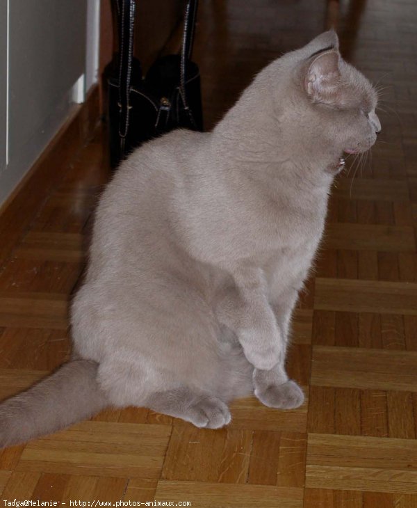 Photo de British shorthair