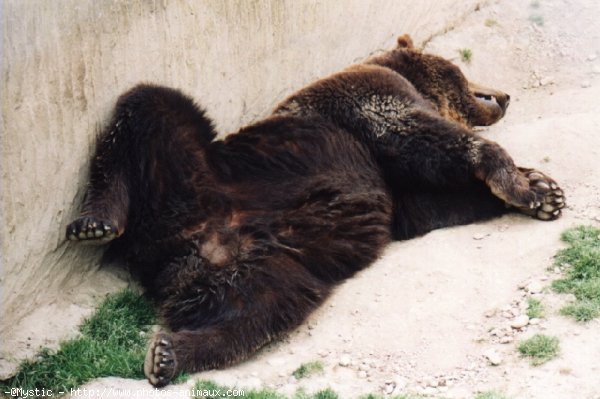 Photo d'Ours