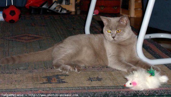 Photo de British shorthair