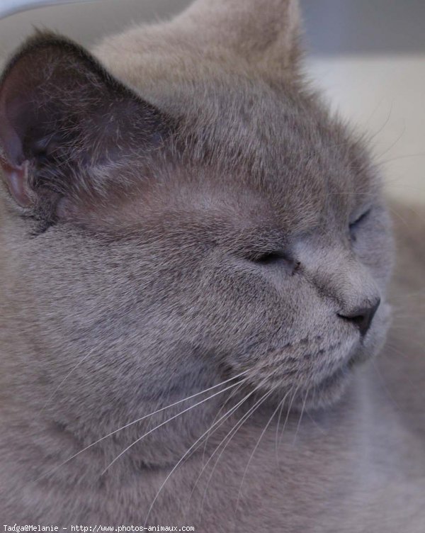 Photo de British shorthair