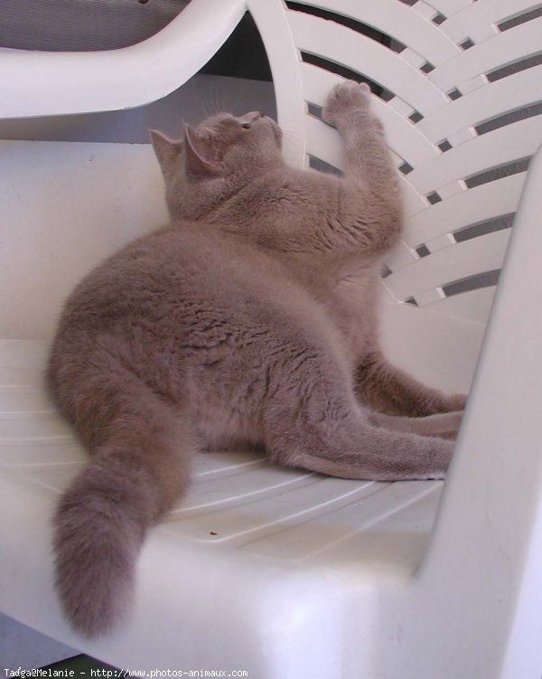 Photo de British shorthair