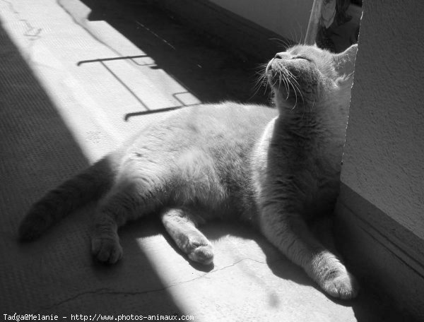 Photo de British shorthair