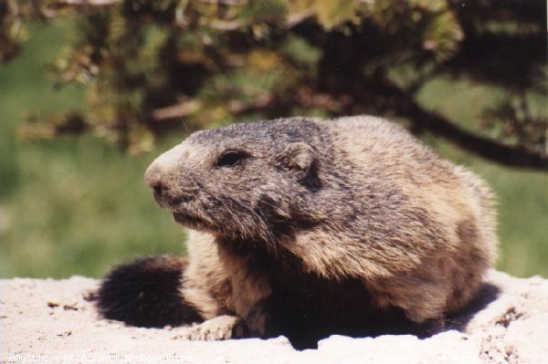 Photo de Marmotte