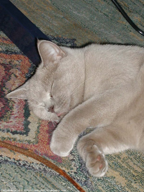 Photo de British shorthair