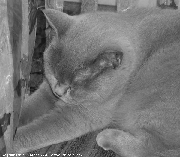 Photo de British shorthair