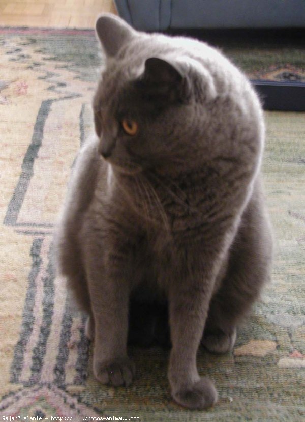 Photo de Chartreux