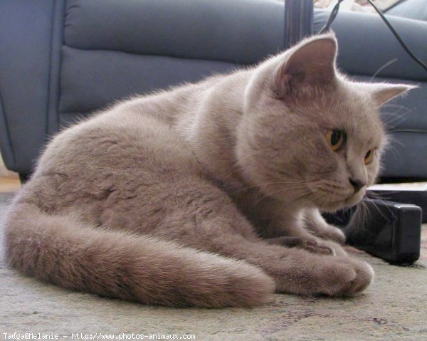 Photo de British shorthair