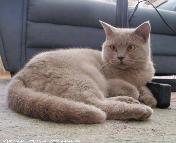 Photo de British shorthair