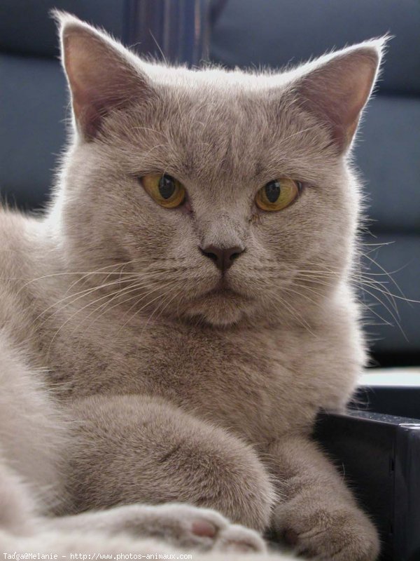 Photo de British shorthair