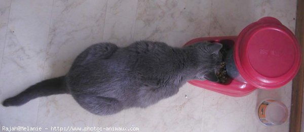 Photo de Chartreux