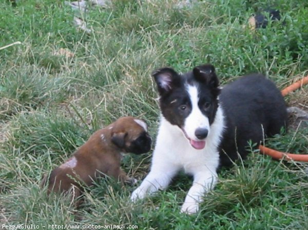 Photo de Border collie