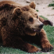 Photo d'Ours