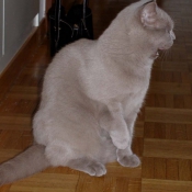 Photo de British shorthair