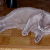 Photo de British shorthair