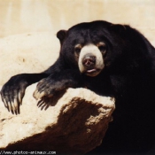 Photo d'Ours