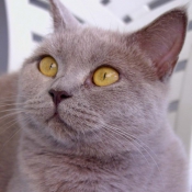 Photo de British shorthair