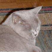 Photo de British shorthair