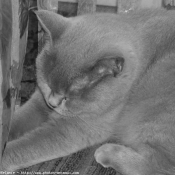 Photo de British shorthair