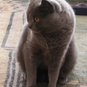 Photo de Chartreux