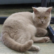 Photo de British shorthair